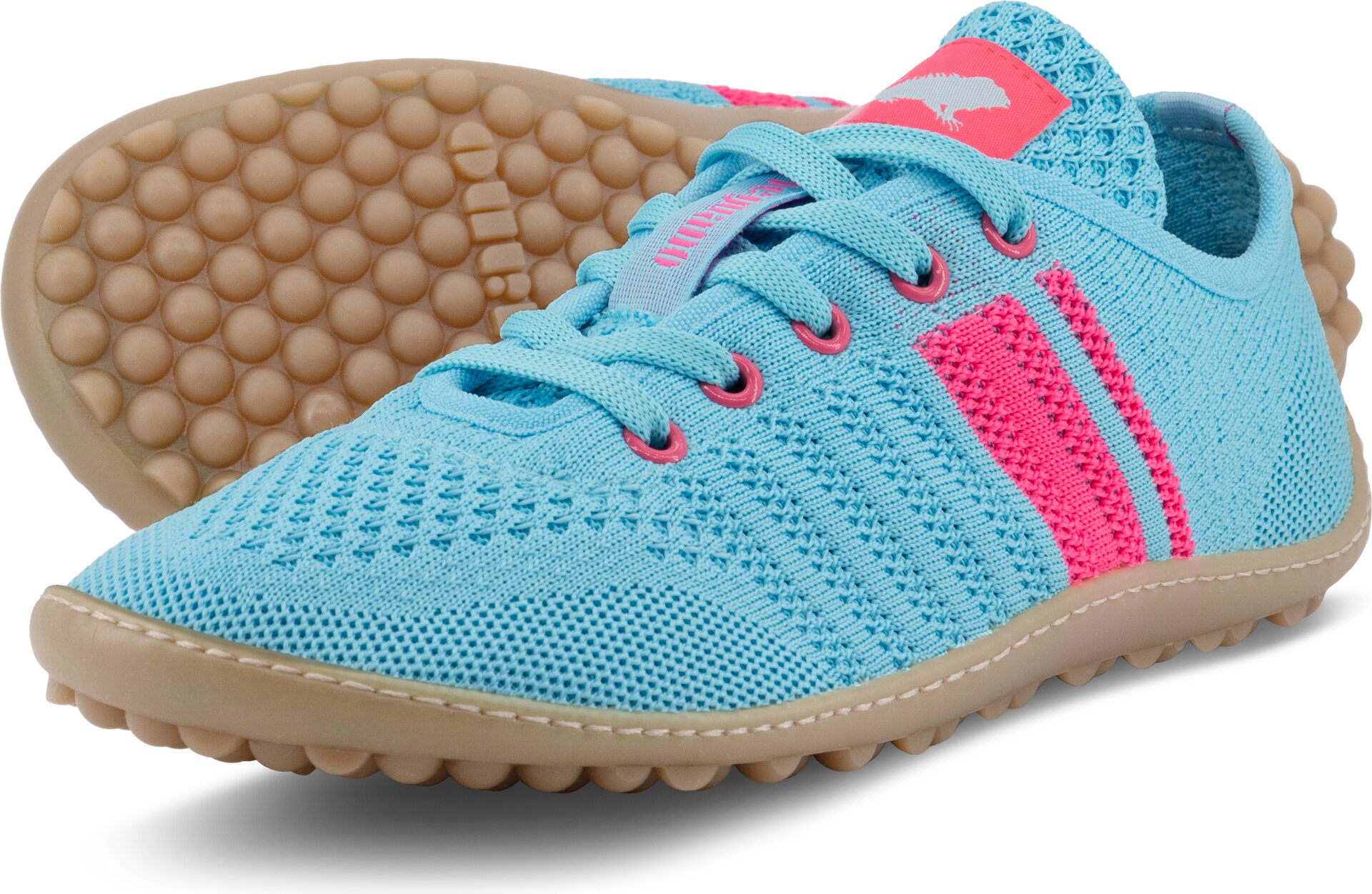 Leguano Caribeo Sininen