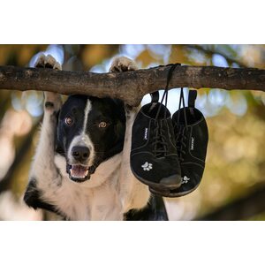 Saltic Fura Dog